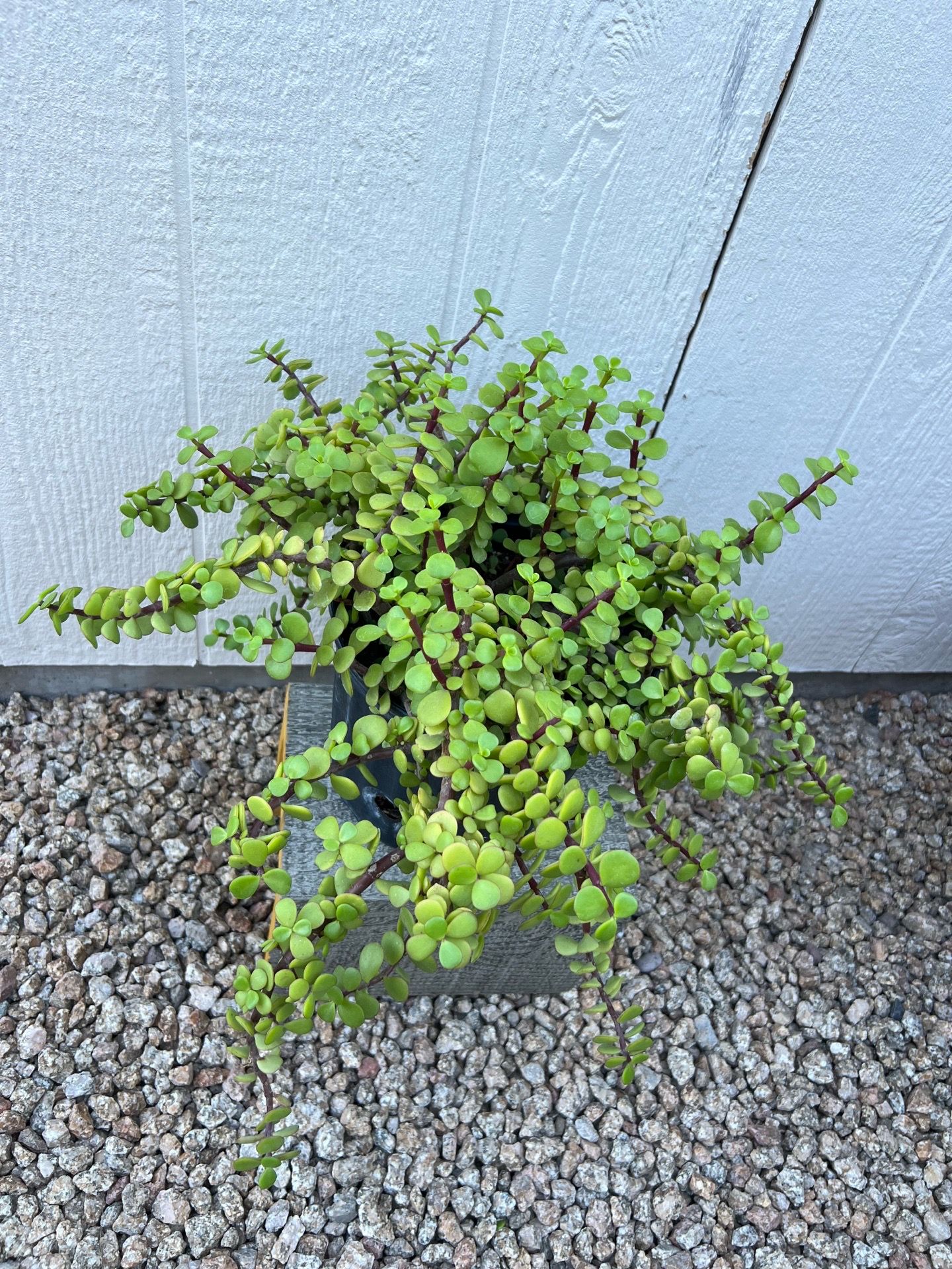 Elephant Bush Succulent