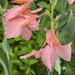 Cana Lily Bulbs