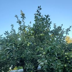 Free APPLES For Farm Animals