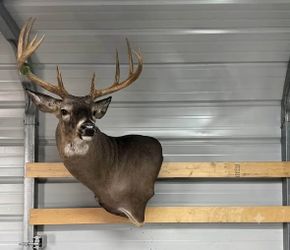 Large Whitetail Buck Taxidermy Shoulder Mount – Tall Trophy Rack