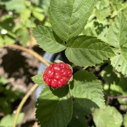 Olallieberry Plants- Blueberry Plants- Strawberry Plants- Strawberry Plants- Raspberry Plants- White Blackberry Plants- Gooseberry Plants- Grape Vines