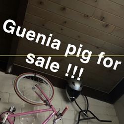 Text If Interested Need Gone Asap 