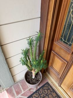 Mature Euphorbia Succulent Tree in Ceramic Pot