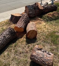 Free Pine tree trunks