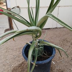 Aloe Tree Barbadensis