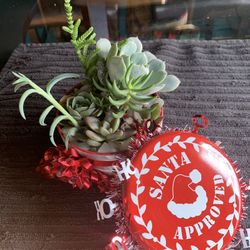 Christmas Succulent Gift Arrangements