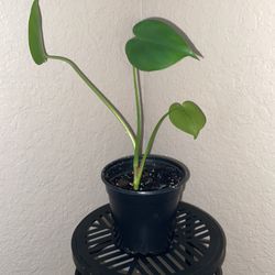 Live Indoor Houseplants 🪴 Prices Range From $5-$45
