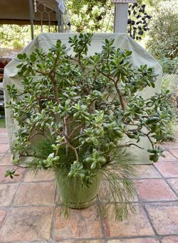 Jade Tree. Mature. 