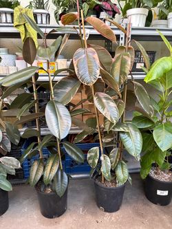 Rubber Plant 4Ft (Indoor Plant)