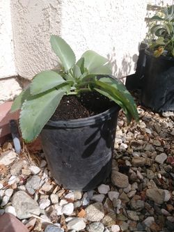 Mother of thousands plant