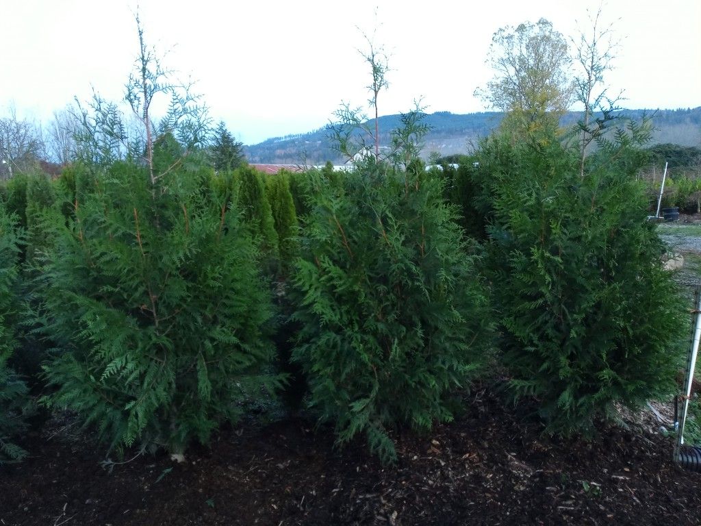Thuja plicata excelsa Cedar