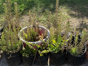 🌿 Plantas de Kalanchoe (Madre de miles)  Kalanchoe / Mother of Thousands Plants 🌿
