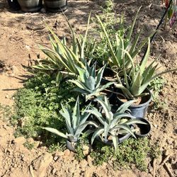 Succulents For Sale