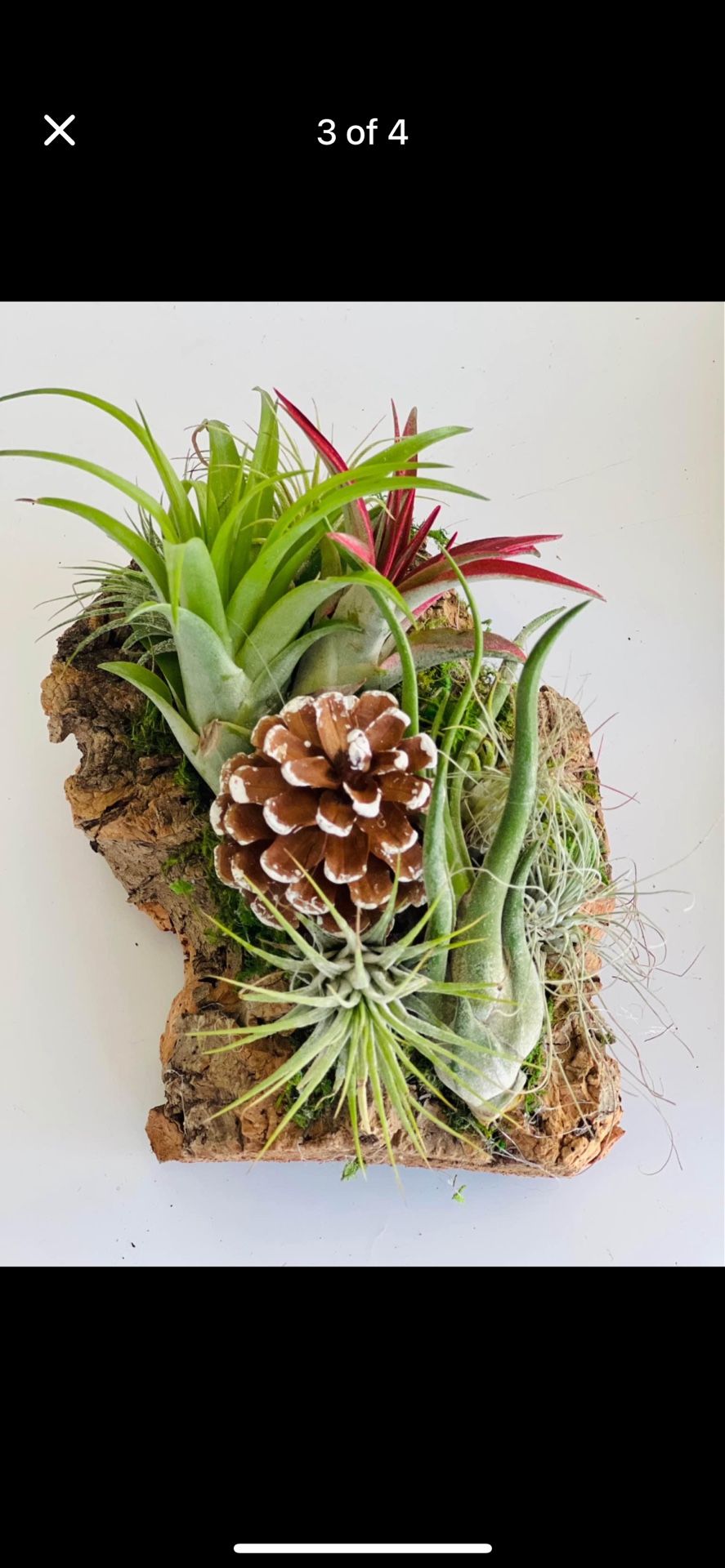 Cholla Wood Pieces