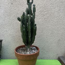 African Milk Tree Cactus Plant