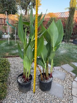 Canna Lily in 3 gallons pot full of plants