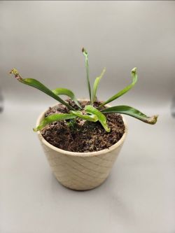 Trumpet Pitcher Plant (Sarracenia)