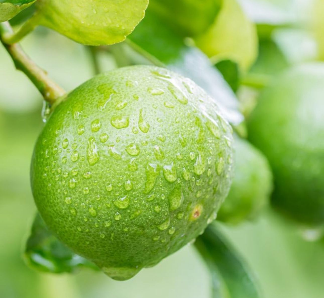 Persian Lime Tree 🌳🍋🟩