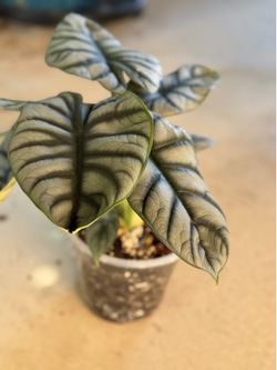 Alocasia Silver Dragon