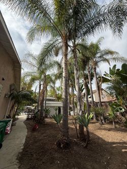 GROWN PALM TREES FOR FREE