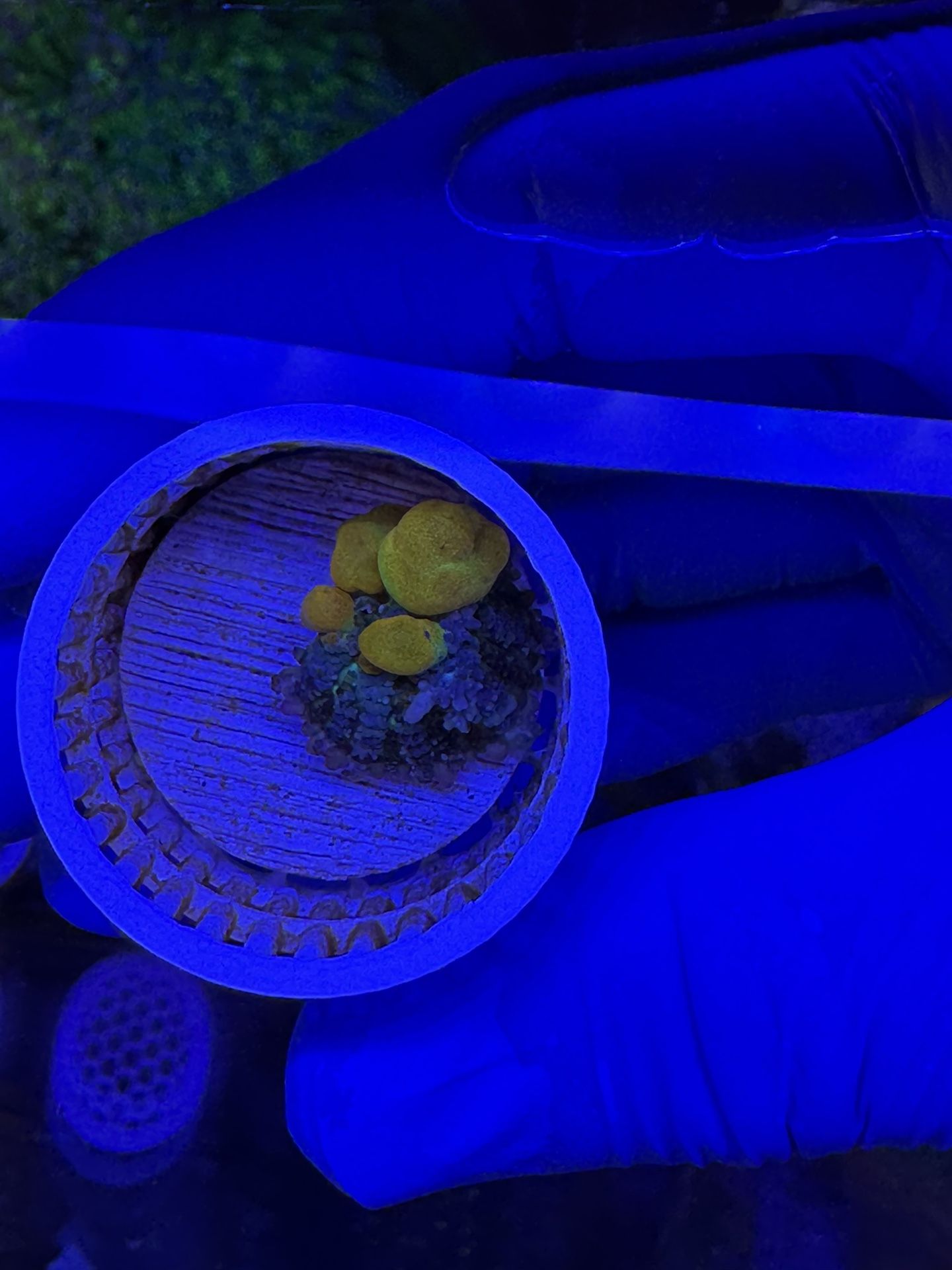 OG Bounce Decoration