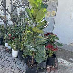 Fiddle Leaf Fig