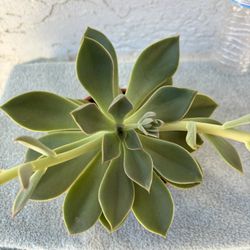Succulent Plant