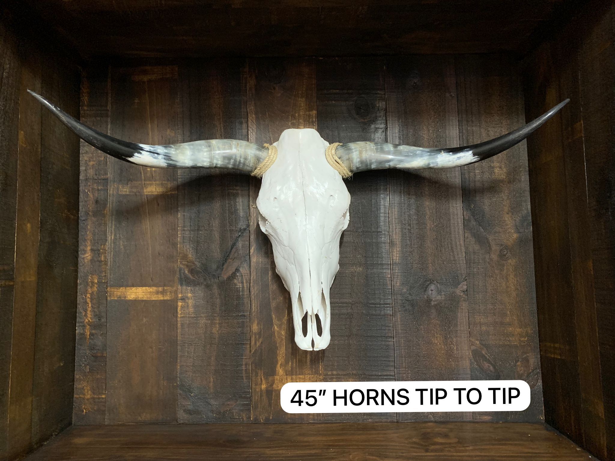 Cow Skull / Long Horns Skull / Steer Skull