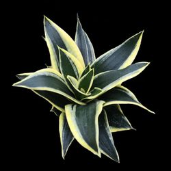 Mini Mother In Law’s Tounge Plants  🪴🐍