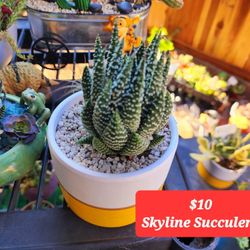 HUGE PLANT SALE TODAY (SUNDAY) IN SAN LORENZO 12:30 TO 5:30 