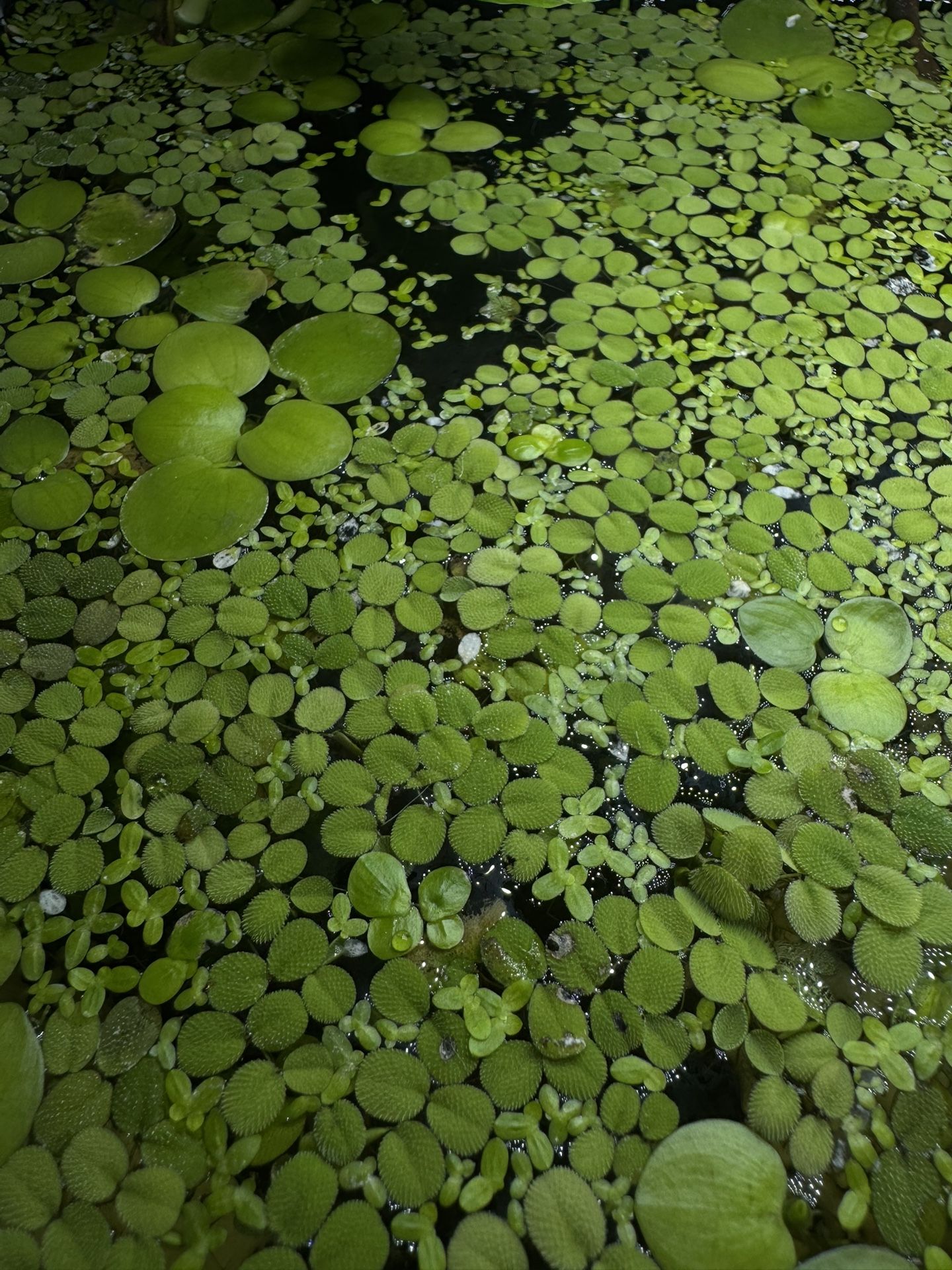 Assorted Floating Plants