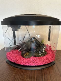 5 Gallon Fish Tank With Everything!!