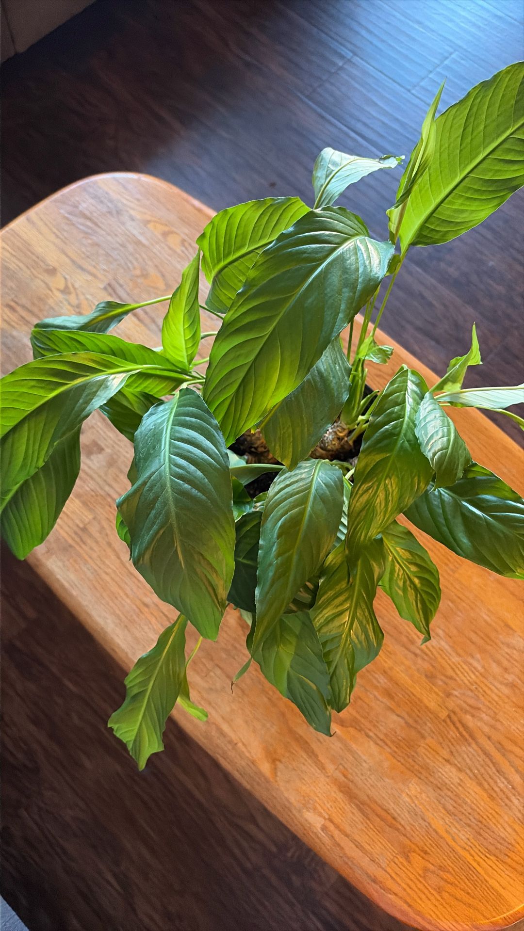 Peace Lily Plant