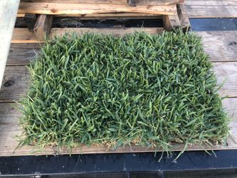 Sod Bitter Blue/Floratam/Bahia/Palmetto/Zoysia