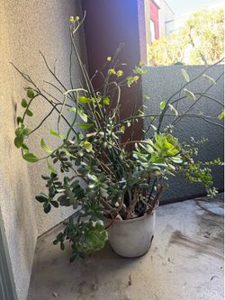 Large Outdoor Plants