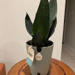 Snake Plant