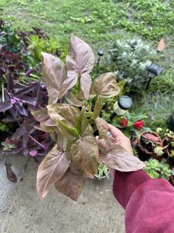Syngonium Neon
