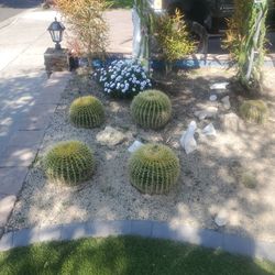 cactus 45 50 pounds $100 each
