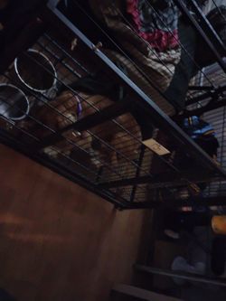 Dog Cage True Love 