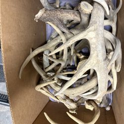 Box. Full. Of. Deer.  Antlers