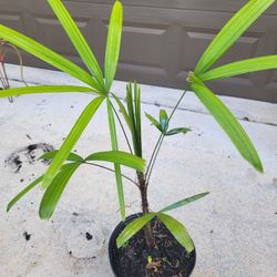 Lady Palm Plant 