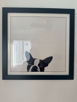 Boston Terrier Framed Poster
