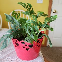 Monstera  Swiss Cheese 