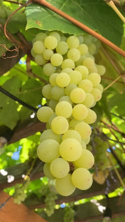 Super Sweet Organic Seedless Green Grapes $3.99 Per Pound 