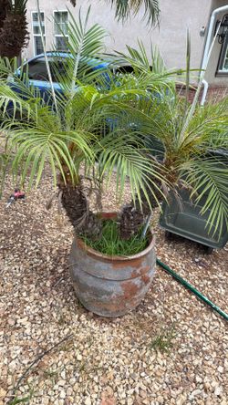 20 gallon and tall European Fan Palm with pot combo , $120