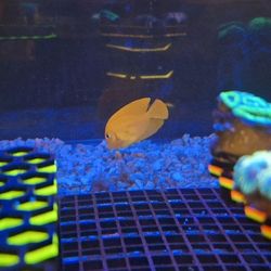 Aquarium Fish  Decoration 