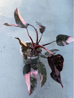 Philodendron Pink Princess