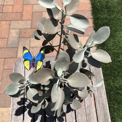 SILVER TEASPOONS Succulent Plant In New Plastic White Pot