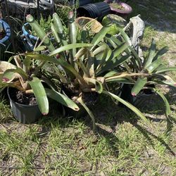 Large Bromeliads 