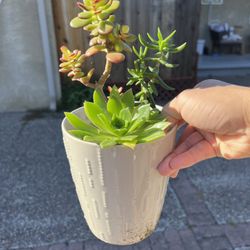 Succulent Arrangement Plants In Ceramic Flower Pot